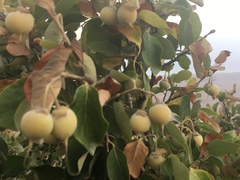 Styrax officinalis