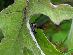 Dactylotini