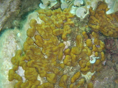 Chondrilla nucula