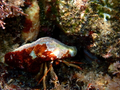 Clibanarius erythropus