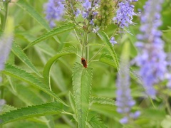 Rhagonycha fulva