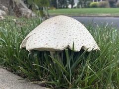 Chlorophyllum molybdites