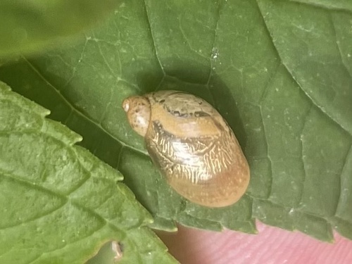 Blunt Ambersnail