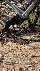 Sceloporus tristichus