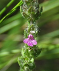 Stachydeoma graveolens