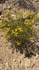 Gutierrezia sarothrae