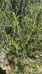 Cercocarpus ledifolius