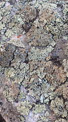 Protoparmeliopsis muralis