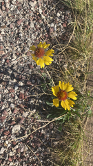 Gaillardia