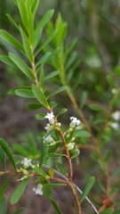 Styphelia mutica
