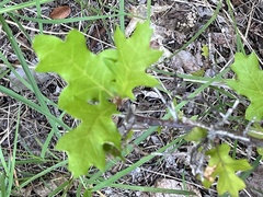Quercus buckleyi