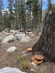 Ganoderma oregonense