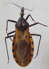 Triatoma dimidiata