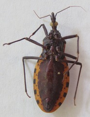 Triatoma dimidiata