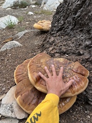 Ganoderma oregonense