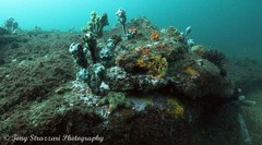Pyura spinifera