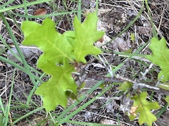 Quercus buckleyi