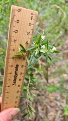 Styphelia mutica