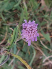 Knautia arvensis