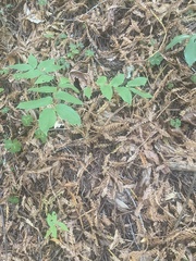 Prosartes hookeri