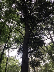 Quercus ellipsoidalis