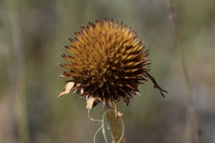 Echinacea