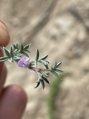 Astragalus kentrophyta