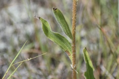 Echinacea
