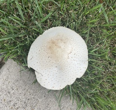 Chlorophyllum molybdites