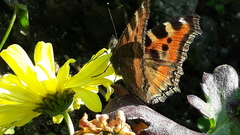 Aglais caschmirensis