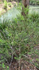Styphelia mutica