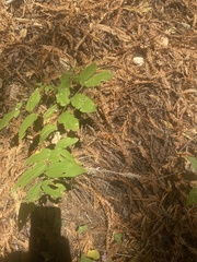 Prosartes hookeri