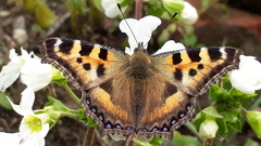 Aglais caschmirensis