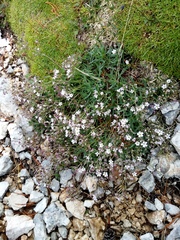 Gypsophila repens