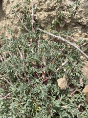 Astragalus kentrophyta
