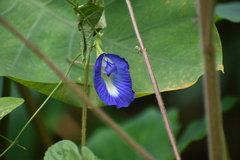 Clitoria ternatea