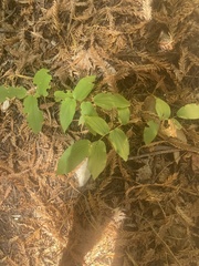 Prosartes hookeri