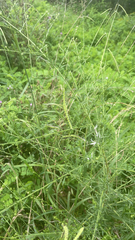 Asparagus officinalis