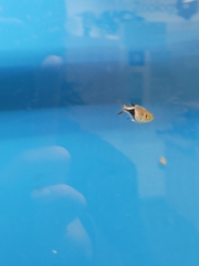 Trigonostigma heteromorpha