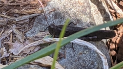 Oedipodinae