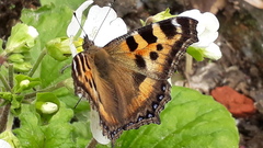 Aglais caschmirensis