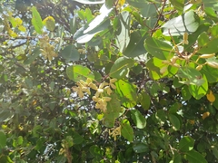 Laguncularia racemosa