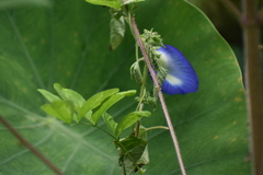 Clitoria ternatea
