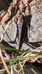 Oedipodinae