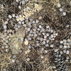 Cervus canadensis canadensis