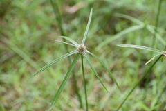 Cyperus mindorensis