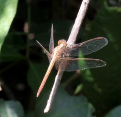 Neurothemis intermedia