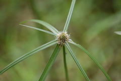 Cyperus mindorensis