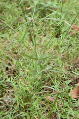 Cyperus mindorensis