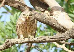 Athene noctua